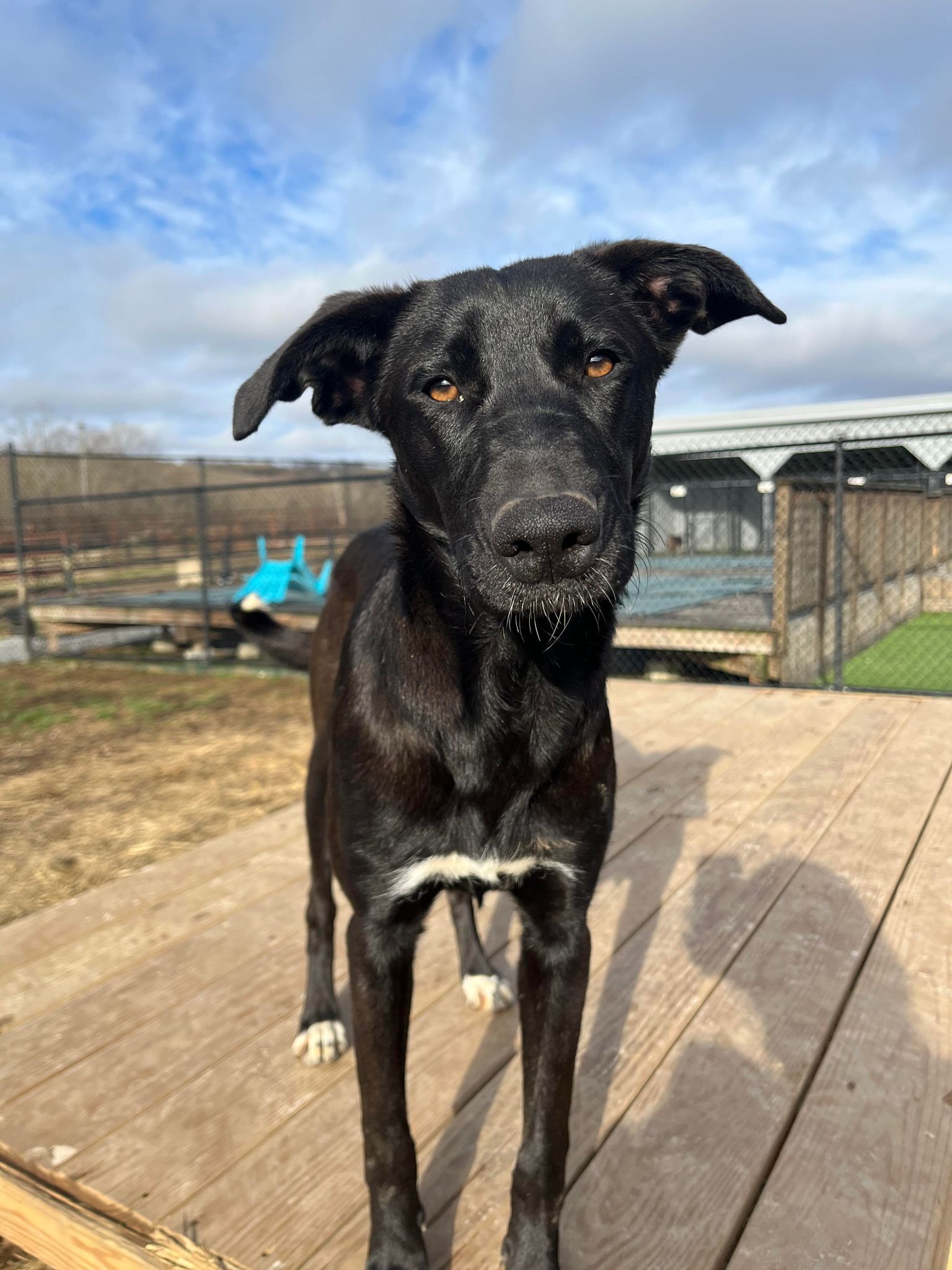 Dopey, an adoptable mixed breed in Richmond, KY image 2/6