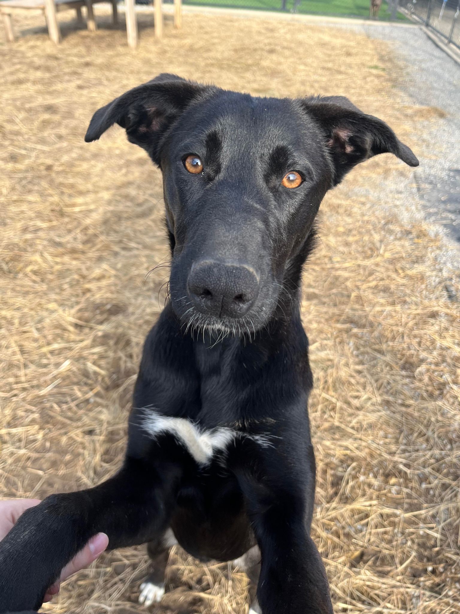Dopey, an adoptable mixed breed in Richmond, KY image 3/6