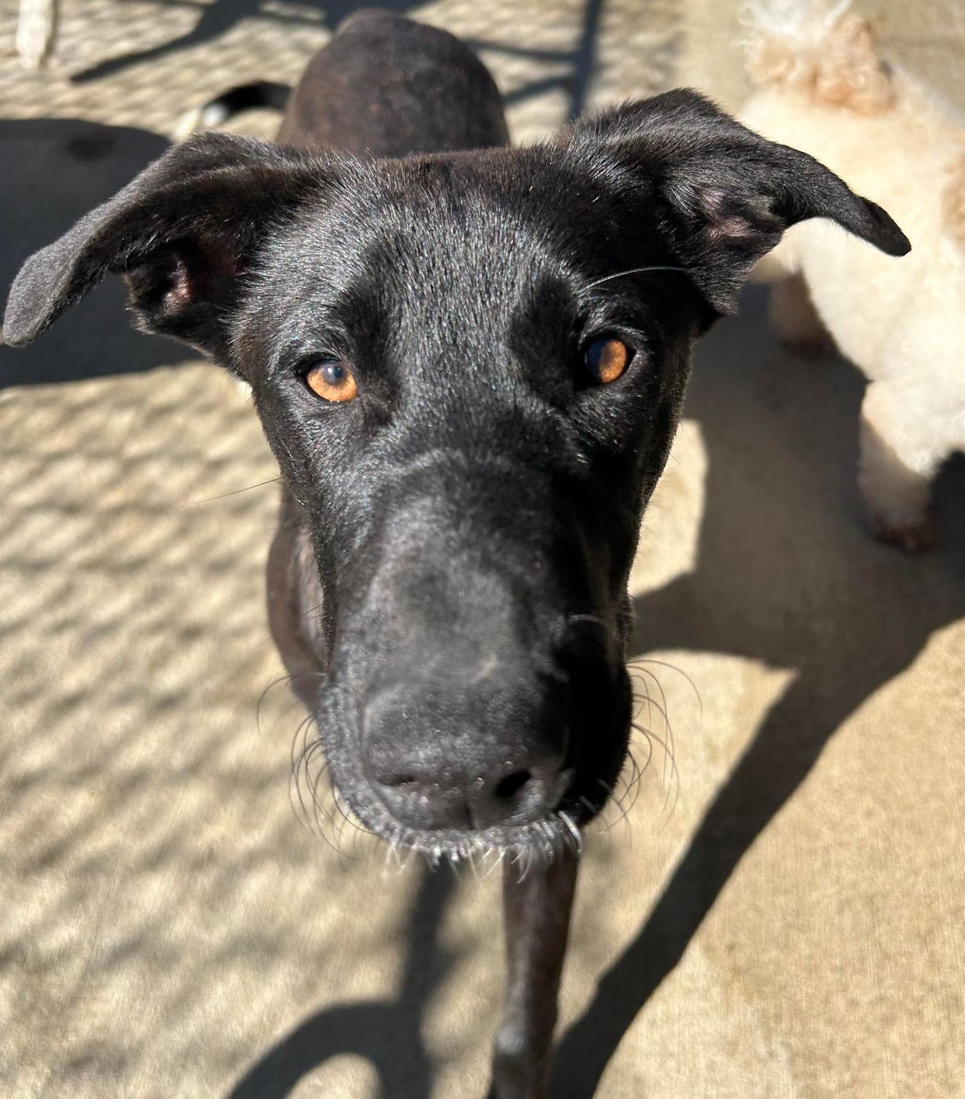 Dopey, an adoptable mixed breed in Richmond, KY image 4/6