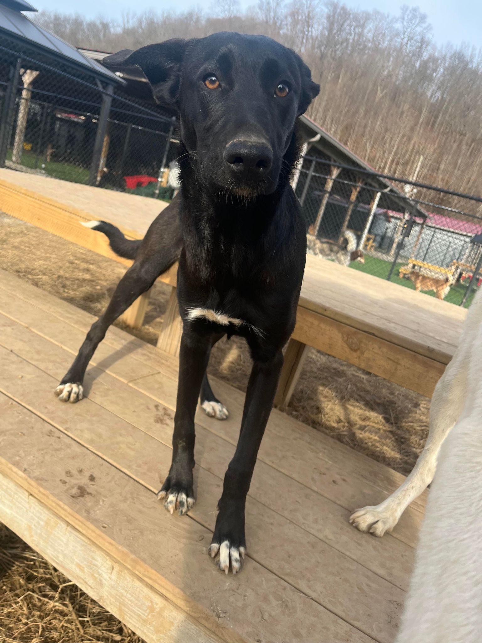 Dopey, an adoptable mixed breed in Richmond, KY image 5/6