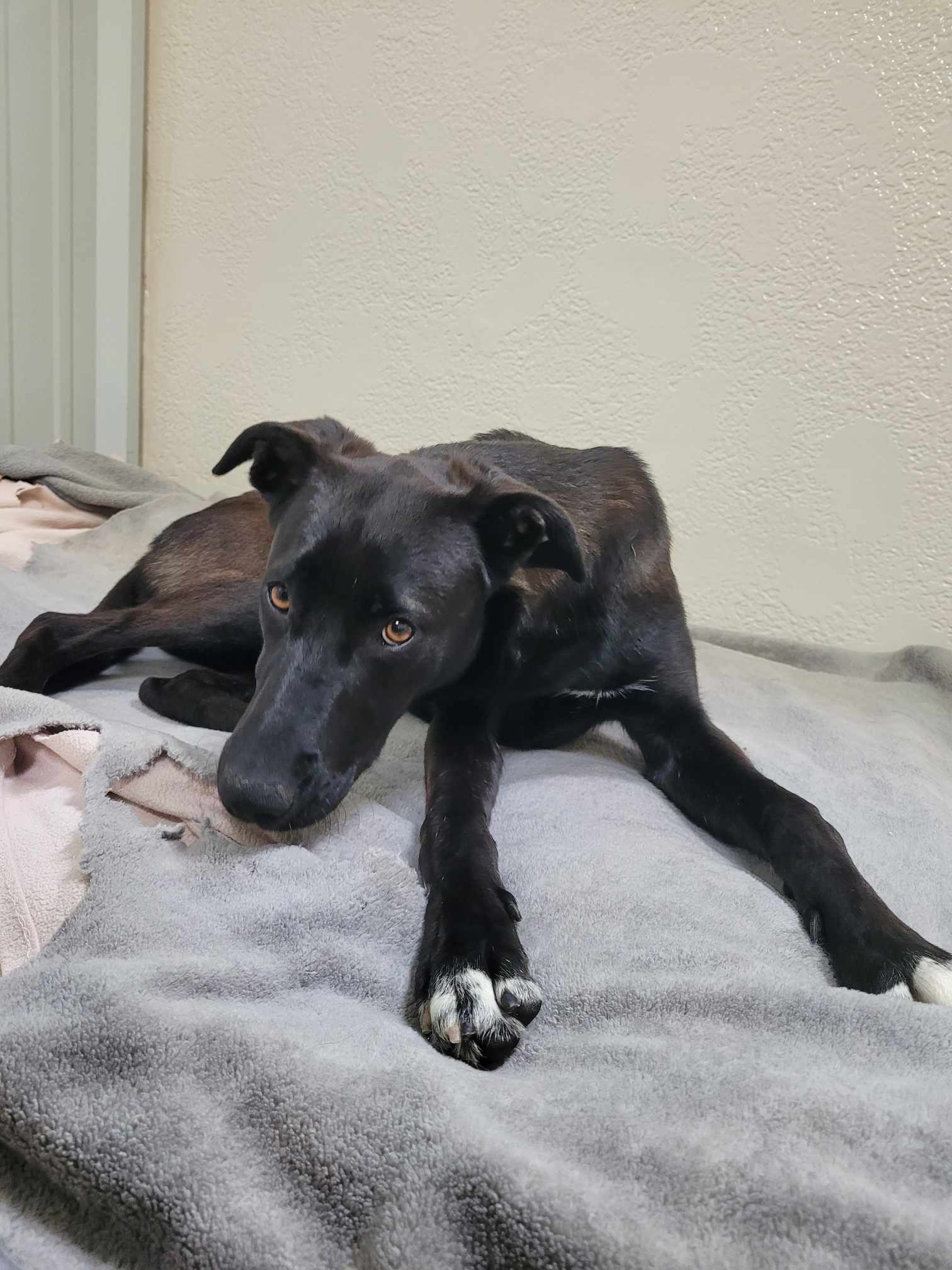 Dopey, an adoptable mixed breed in Richmond, KY image 6/6
