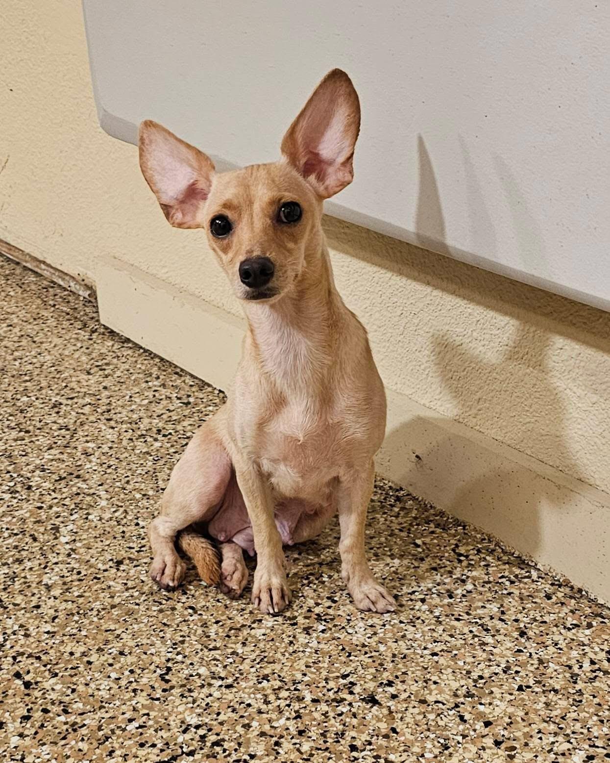 Tandi the Chihuahua Mix