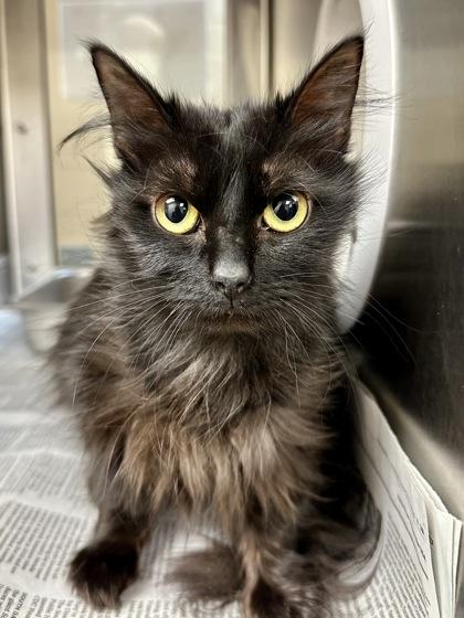 Wii Sports Resort, Adoptable, Young Female Domestic Long Hair.