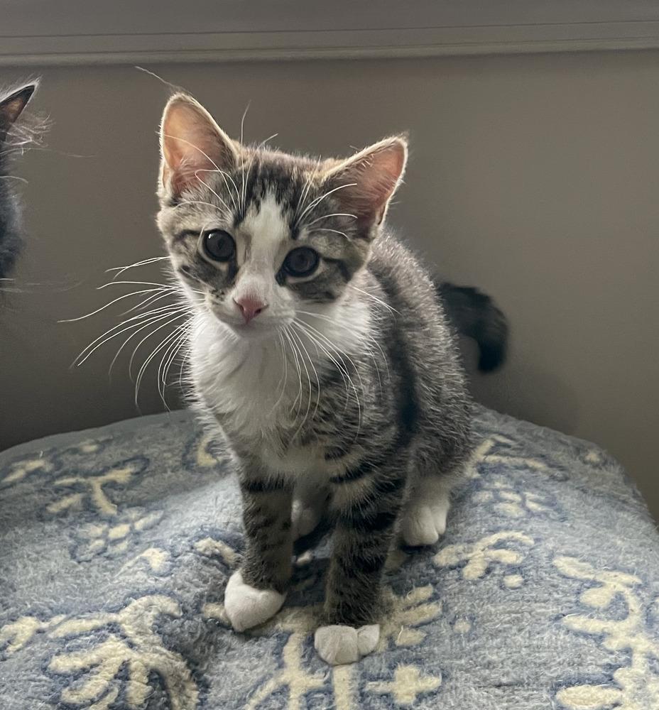 Peony, Adoptable, Kitten Female Domestic Short Hair.