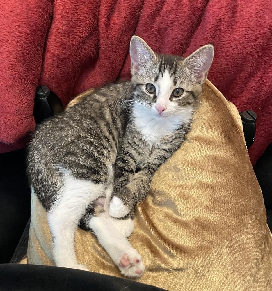 Peony, a Adoptable mixed breed in East Greenville, PA image 3/5