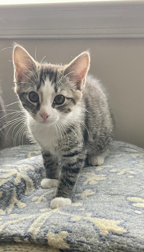 Peony, a Adoptable mixed breed in East Greenville, PA image 4/5