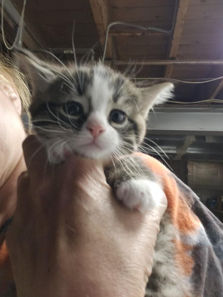 Peony, Adoptable, Kitten Female Domestic Short Hair.