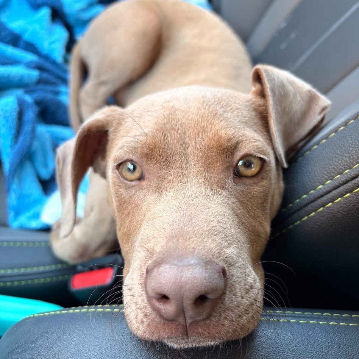 Enlarge Wexford, a Adoptable mixed breed in Charlotte, NC image 4/5