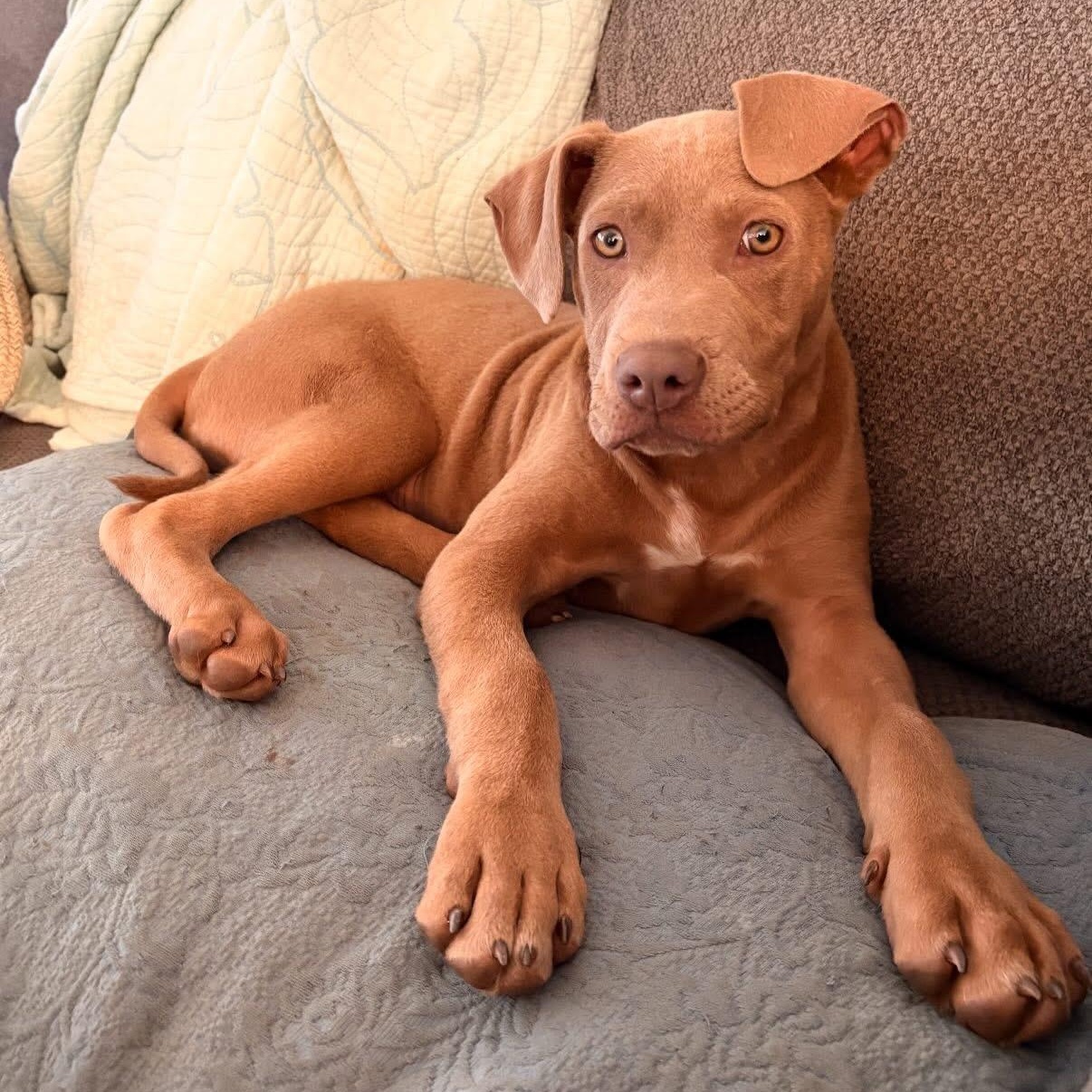 Wexford, Adoptable, Puppy Male Pit Bull Terrier.
