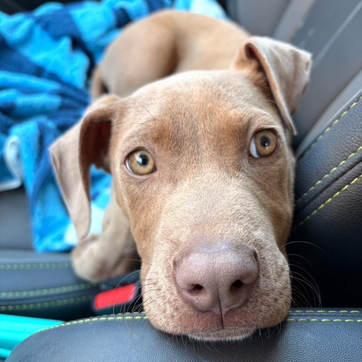 Enlarge Wexford, a Adoptable mixed breed in Charlotte, NC image 3/5