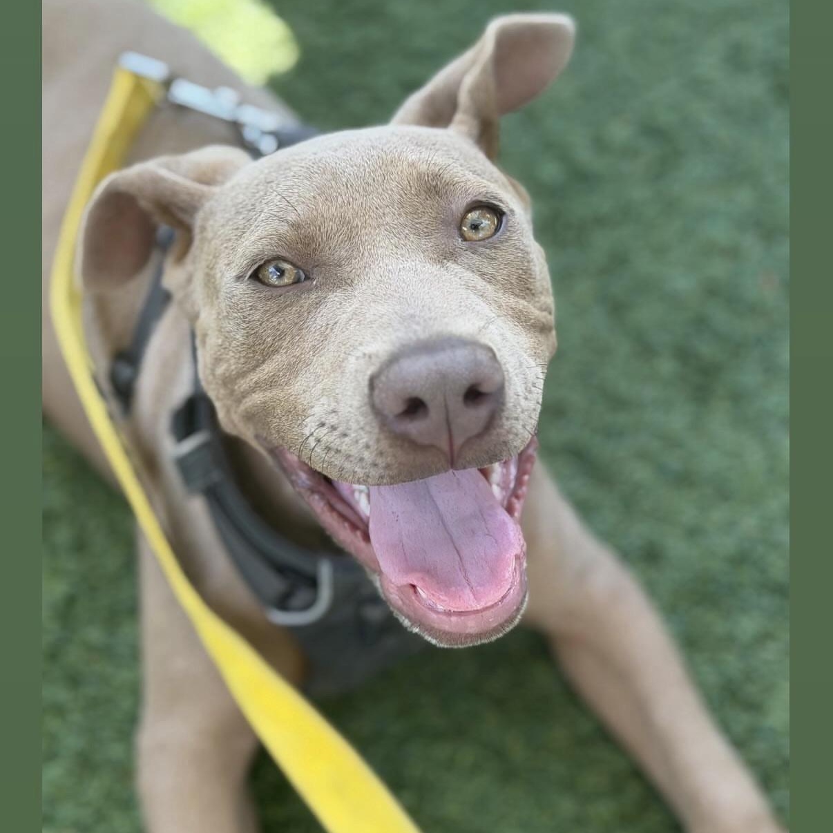 Enlarge Wexford, a Adoptable mixed breed in Charlotte, NC image 1/5