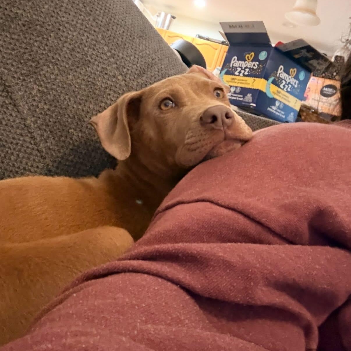 Enlarge Wexford, a Adoptable mixed breed in Charlotte, NC image 5/5