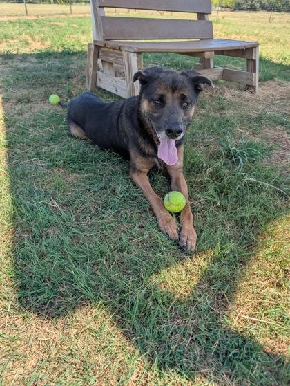 Taz, Adoptable, Adult Male Mixed Breed & Mixed Breed.