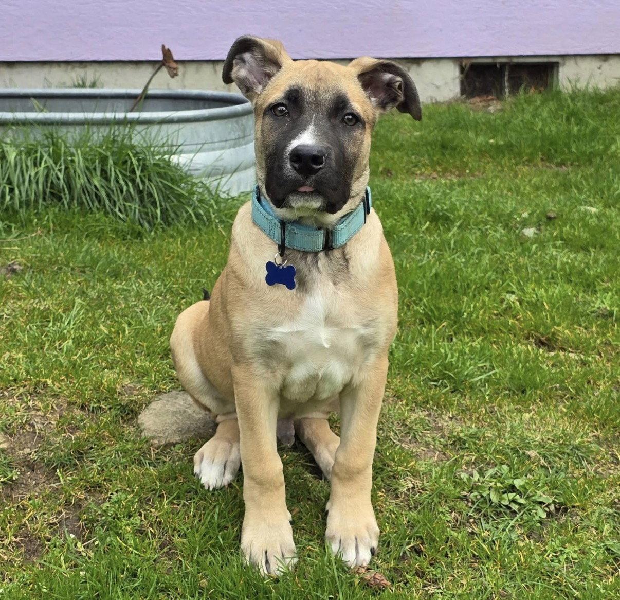 Cupid (Angus) - Adoption Pending, a Adoptable mixed breed in Bothell, WA image 1/3