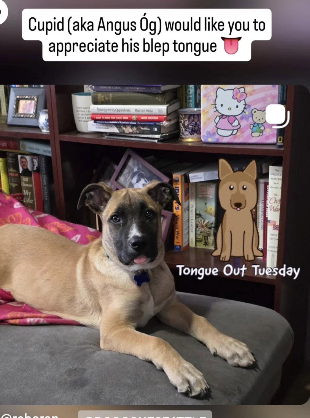 Cupid (Angus) - Adoption Pending, a Adoptable mixed breed in Bothell, WA image 2/3