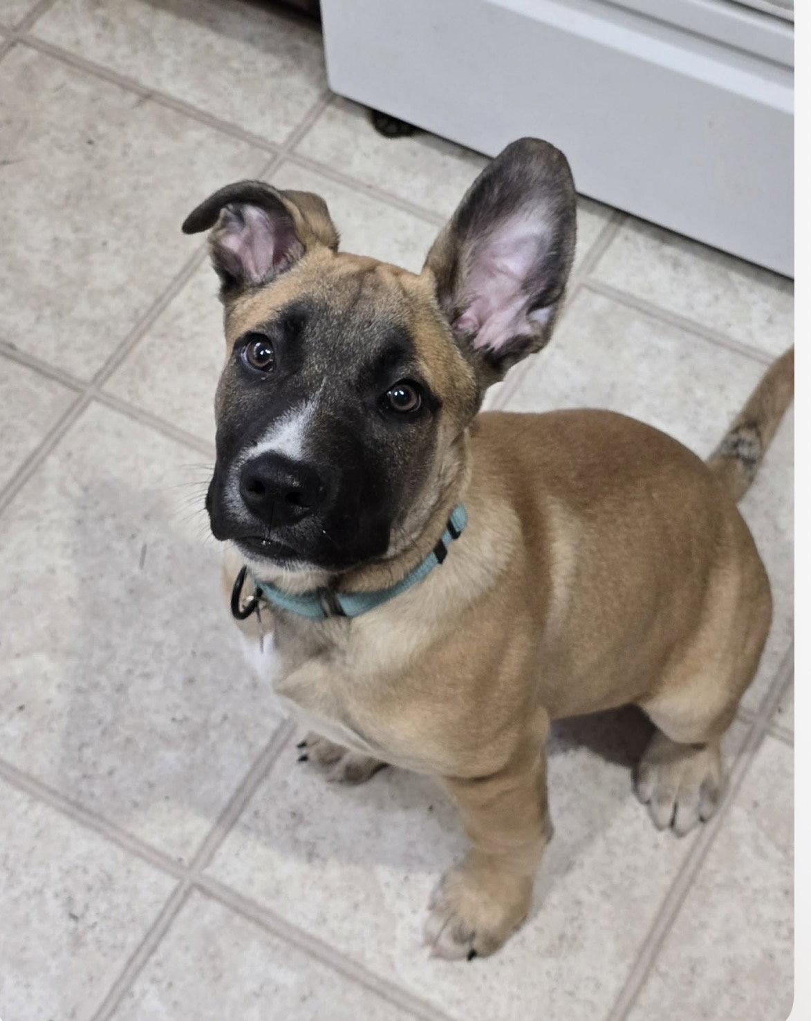 Cupid (Angus) - Adoption Pending, a Adoptable mixed breed in Bothell, WA image 3/3
