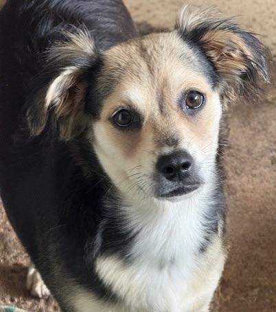 harrow, Adoptable, Puppy Female Terrier.