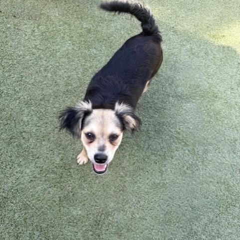 Enlarge harrow, a Adoptable mixed breed in houston, TX image 4/6