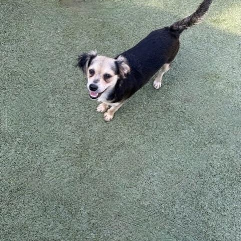 Enlarge harrow, a Adoptable mixed breed in houston, TX image 6/6