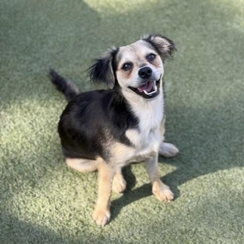 Enlarge harrow, a Adoptable mixed breed in houston, TX image 2/6