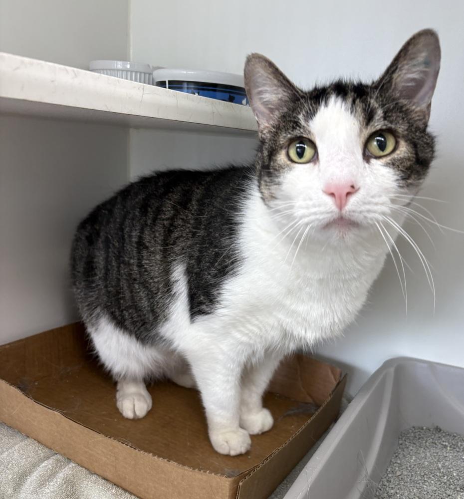 Enlarge Clark ~ Senior Hunk!, a Adoptable Domestic Short Hair in Rochester, IN image 1/1