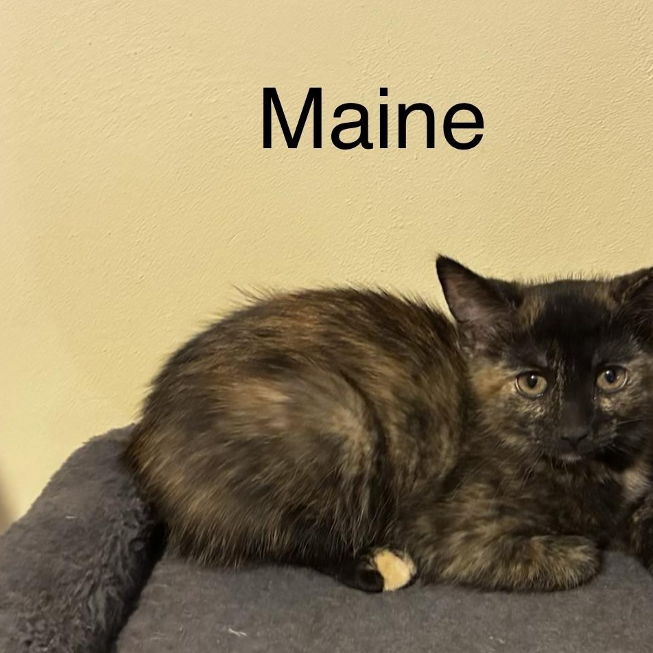 Enlarge Maine, a Adoptable Domestic Medium Hair in Menasha, WI image 1/1