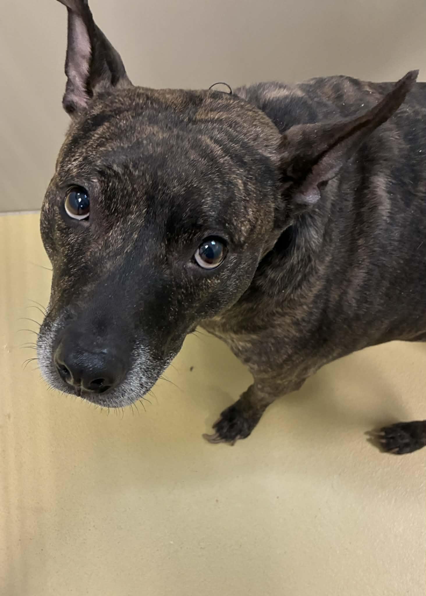 Patty Cake, ADOPTABLE, Senior Female Terrier.