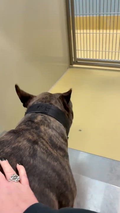 Enlarge Patty Cake, a ADOPTABLE mixed breed in Dubuque, IA video 3/5
