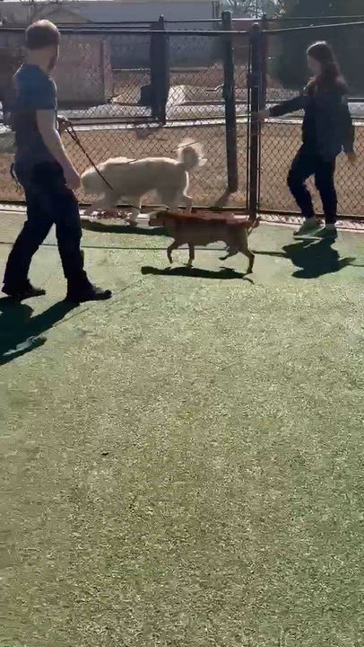 Enlarge Patty Cake, a ADOPTABLE mixed breed in Dubuque, IA video 4/5