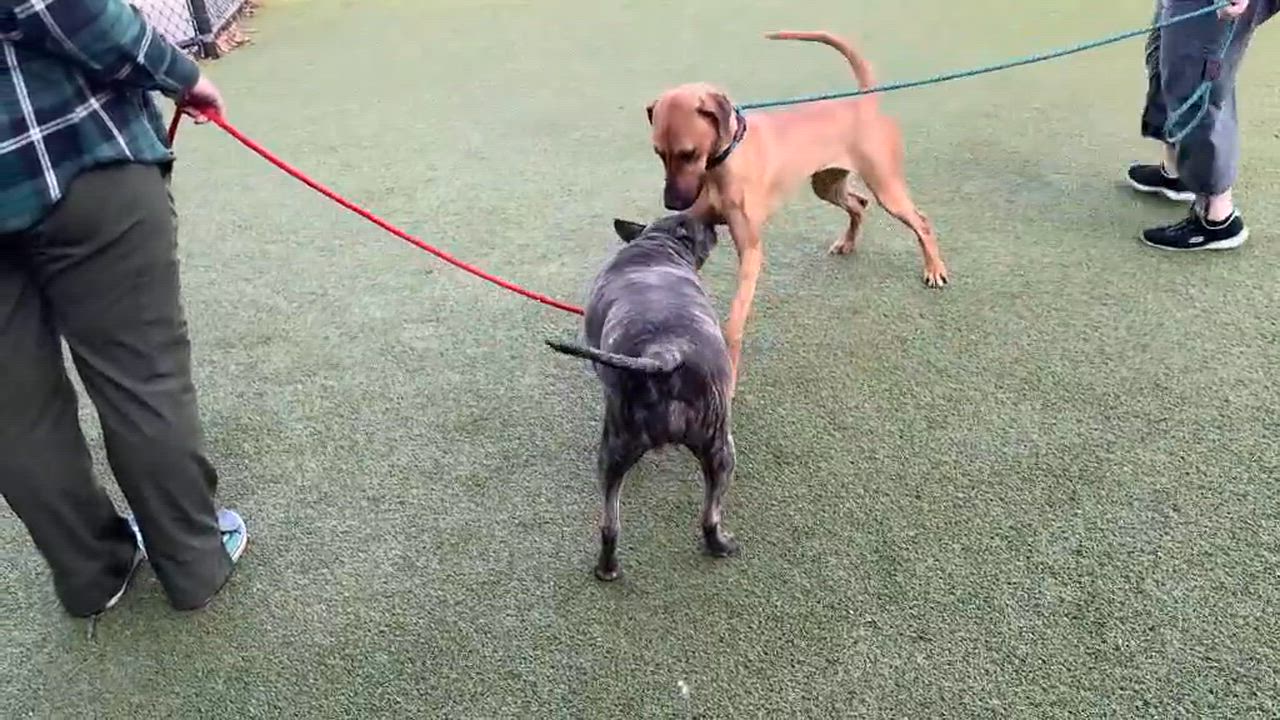 Enlarge Patty Cake, a ADOPTABLE mixed breed in Dubuque, IA video 1/5