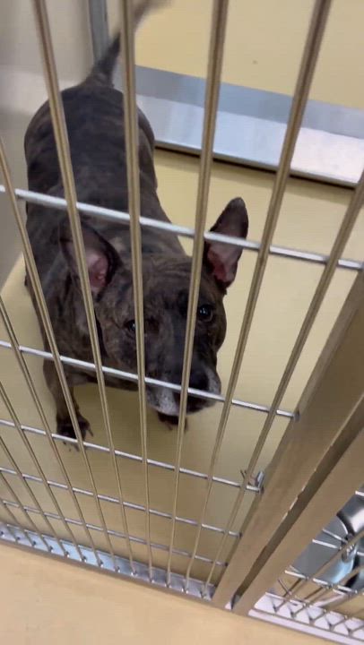 Enlarge Patty Cake, a ADOPTABLE mixed breed in Dubuque, IA video 5/5