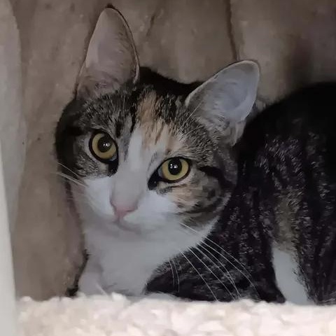 Firestar, ADOPTABLE, Young Female Domestic Short Hair.