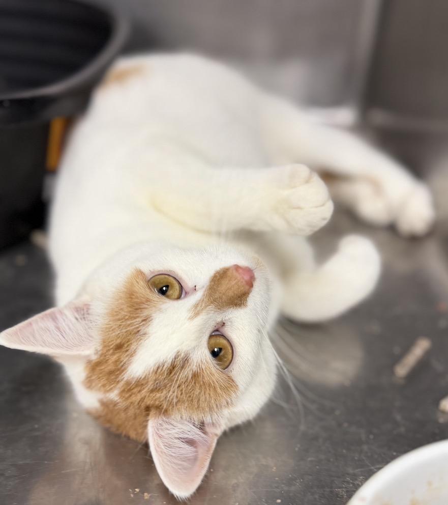 Enlarge Dorothy, a Adoptable Domestic Short Hair in Naperville, IL image 6/6