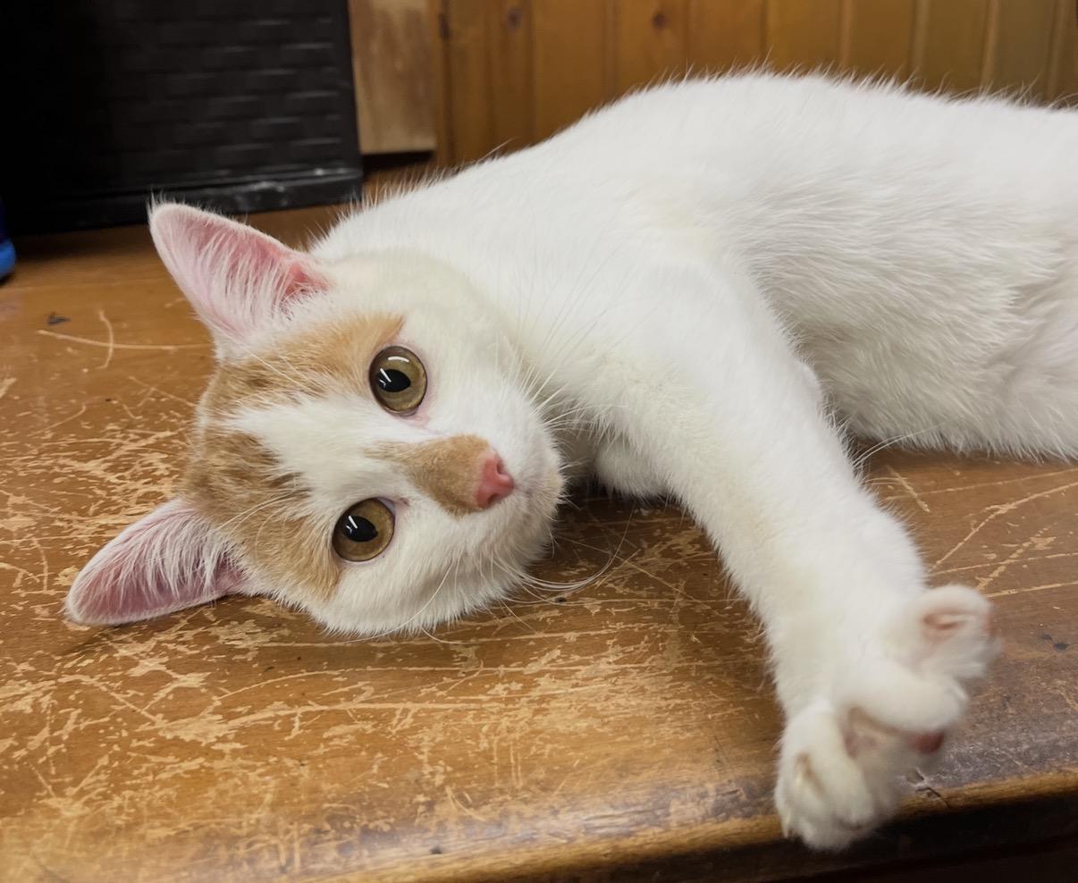Enlarge Dorothy, a Adoptable Domestic Short Hair in Naperville, IL image 3/6