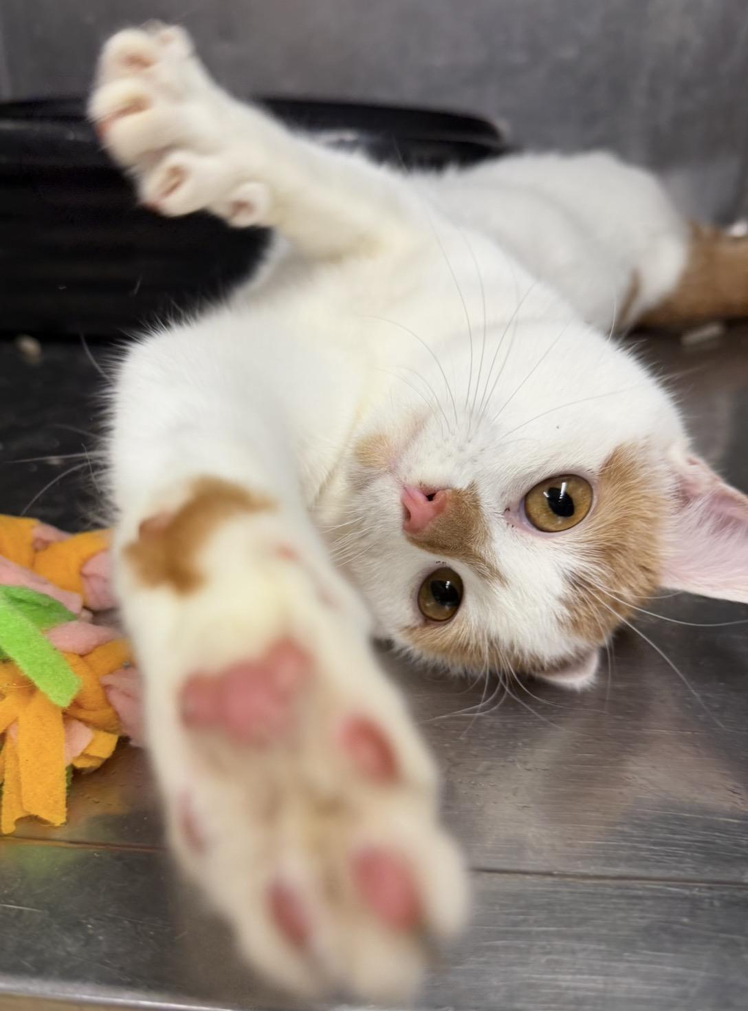 Dorothy, Adoptable, Young Female Domestic Short Hair.