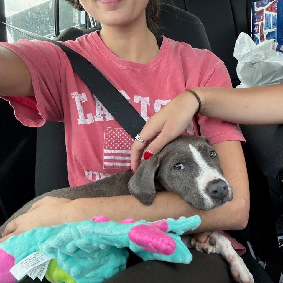 Enlarge Poppy, a Adoptable mixed breed in Stamford, CT image 2/6