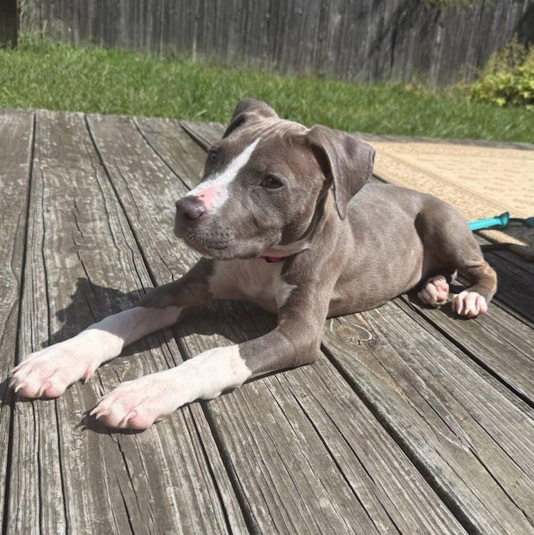 Enlarge Poppy, a Adoptable mixed breed in Stamford, CT image 4/6