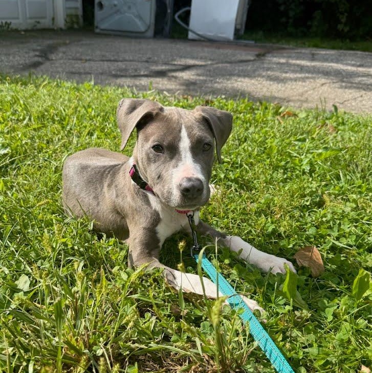 Enlarge Poppy, a Adoptable mixed breed in Stamford, CT image 3/6