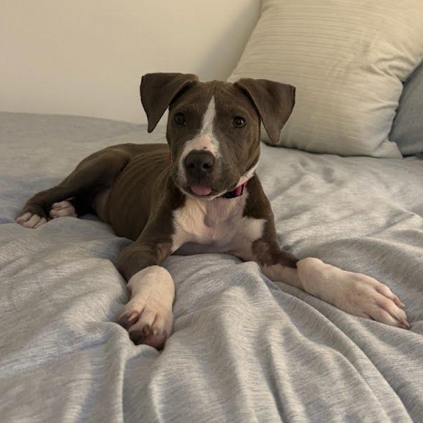 Poppy, Adoptable, Puppy Female American Staffordshire Terrier.