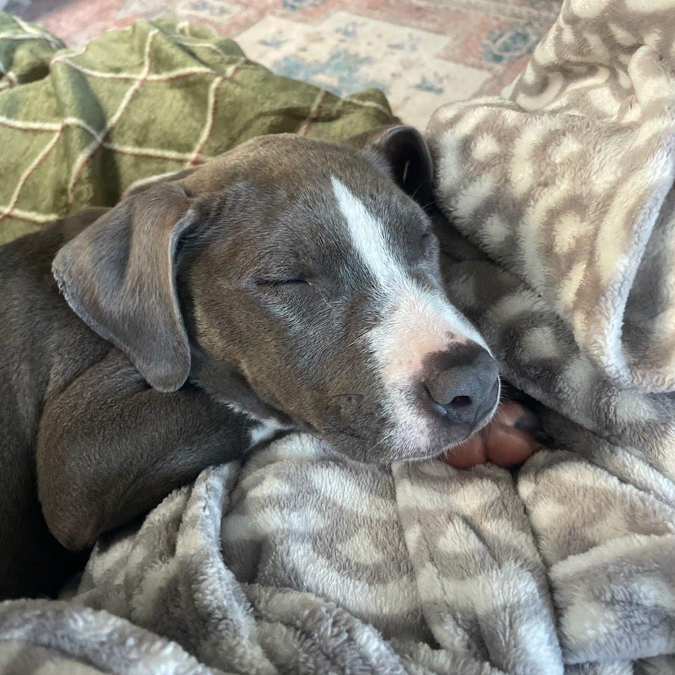 Enlarge Poppy, a Adoptable mixed breed in Stamford, CT image 5/6