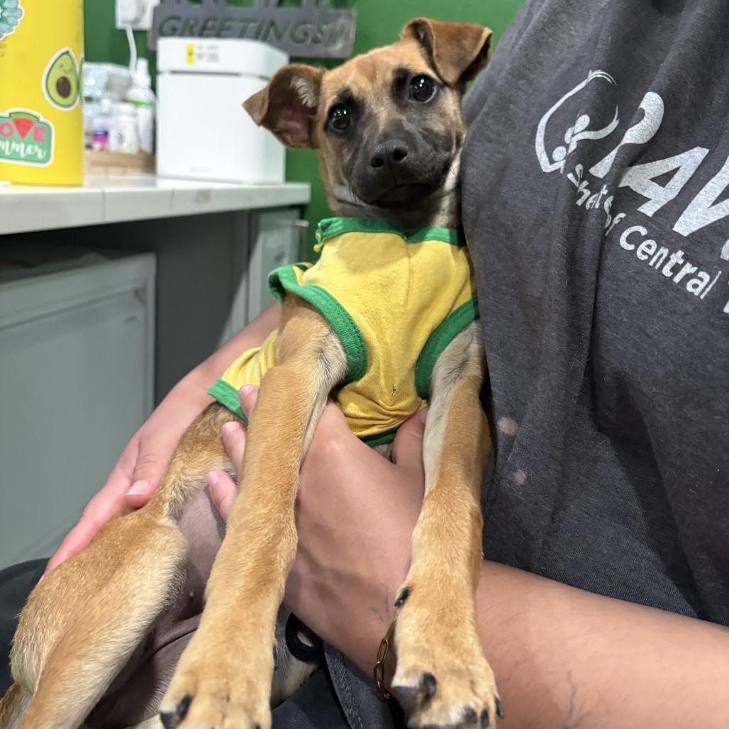 Enlarge VELVEETA, a Adoptable mixed breed in Kyle, TX image 1/6