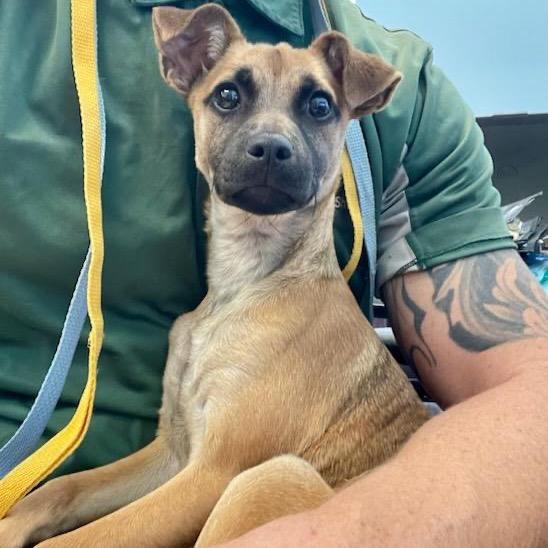 Enlarge VELVEETA, a Adoptable mixed breed in Kyle, TX image 2/6