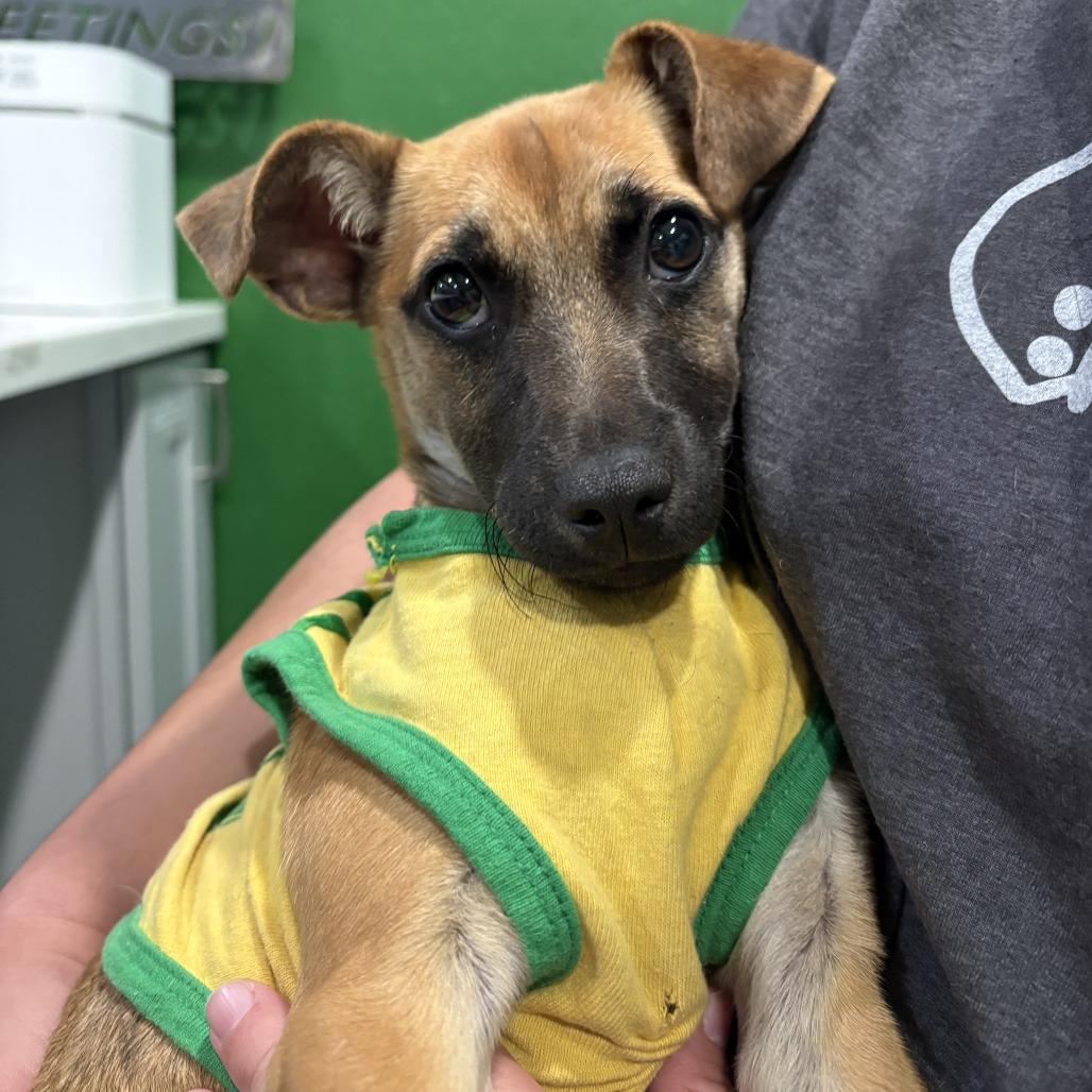 Enlarge VELVEETA, a Adoptable mixed breed in Kyle, TX image 3/6