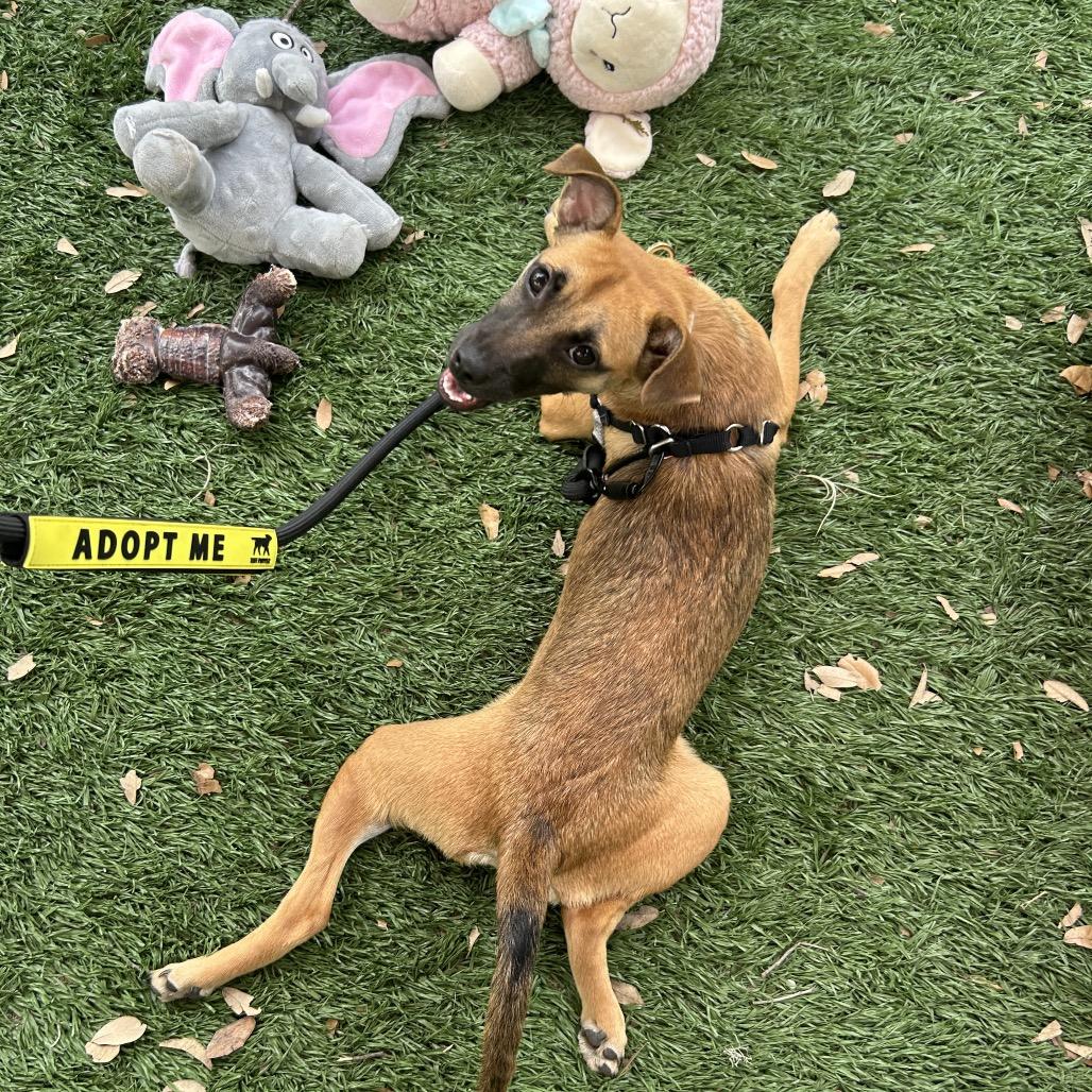 Enlarge VELVEETA, a Adoptable mixed breed in Kyle, TX image 4/6