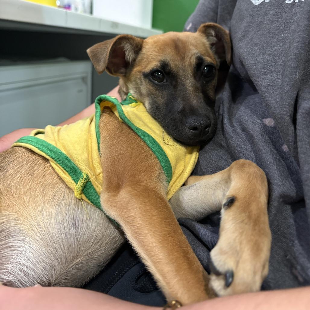 Enlarge VELVEETA, a Adoptable mixed breed in Kyle, TX image 5/6