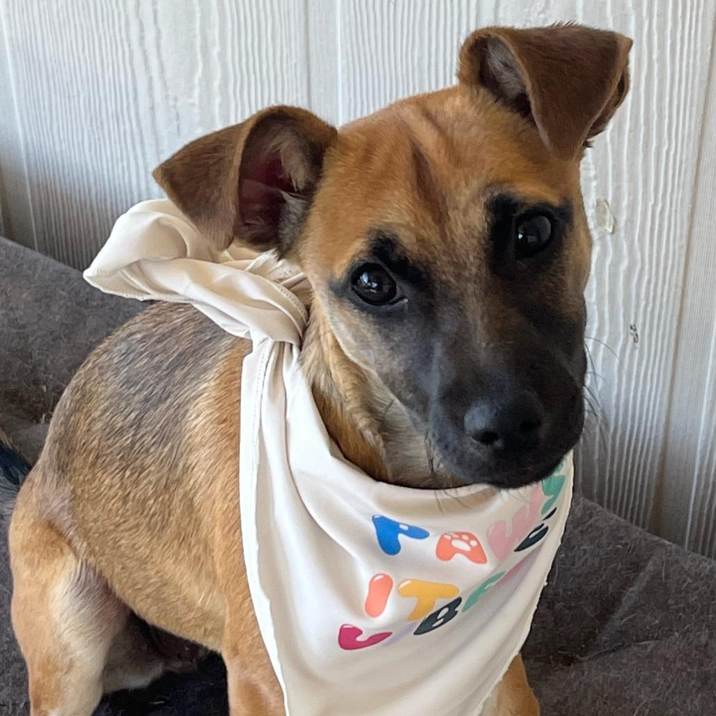 Enlarge VELVEETA, a Adoptable mixed breed in Kyle, TX image 6/6