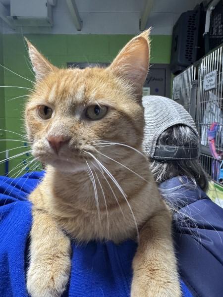Carlos, ADOPTABLE, Adult Male Domestic Short Hair & Tabby.