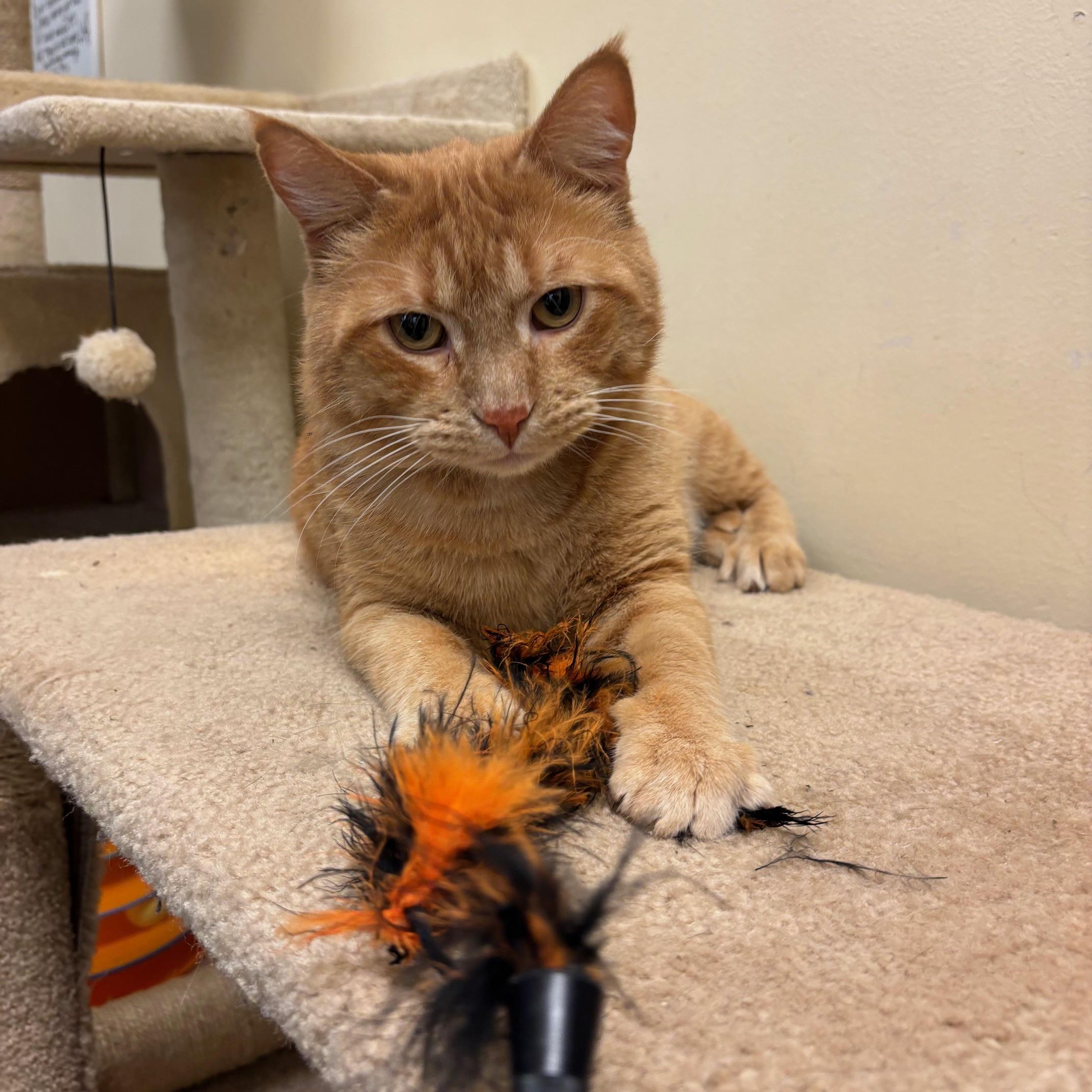 Carlos, ADOPTABLE, Adult Male Domestic Short Hair & Tabby.