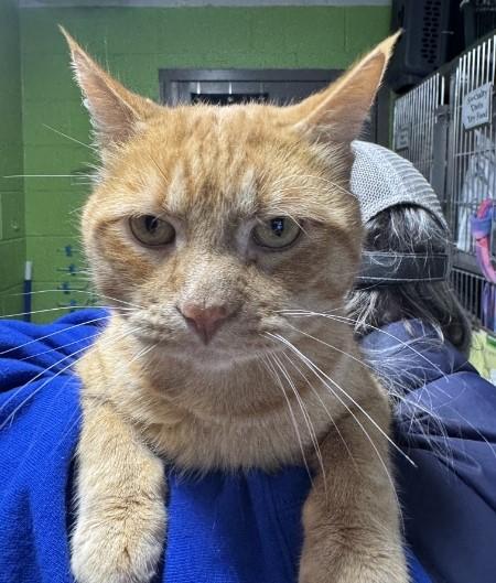 Enlarge Carlos, a ADOPTABLE mixed breed in Bolingbrook, IL image 3/3