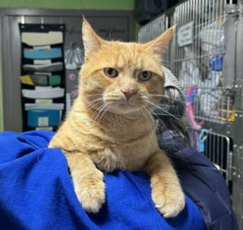 Enlarge Carlos, a ADOPTABLE mixed breed in Bolingbrook, IL image 2/3